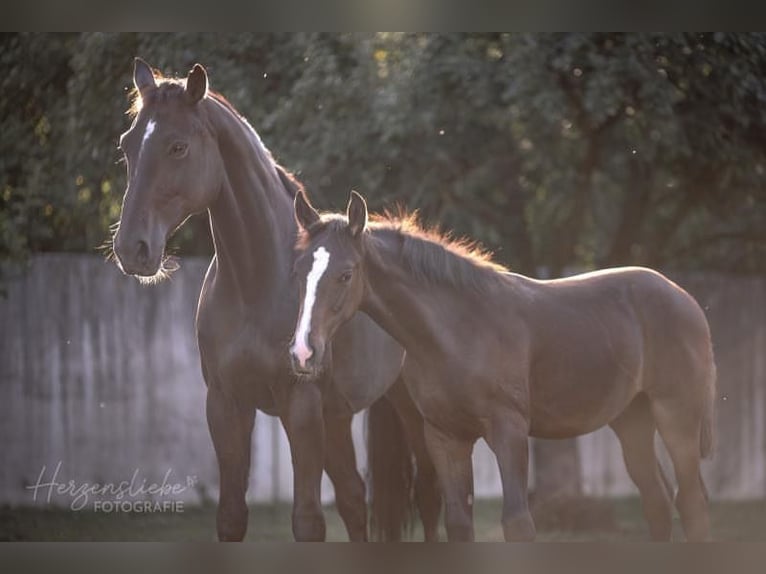 Hanoverian Gelding 3 years 15,2 hh Brown in Schellerten