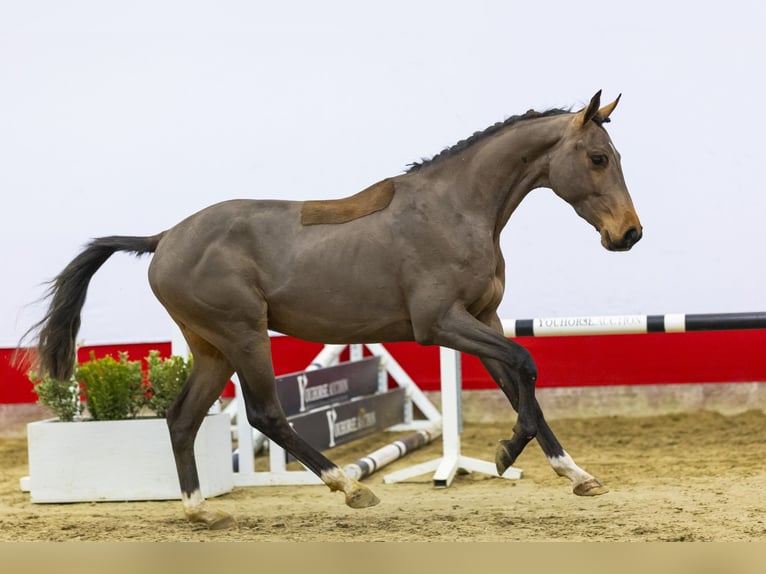 Hanoverian Gelding 3 years 15,2 hh Brown in Waddinxveen