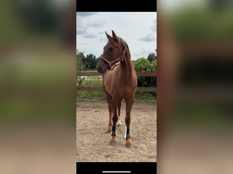 Hanoverian Gelding 3 years 15,2 hh Chestnut-Red in Blekendorf