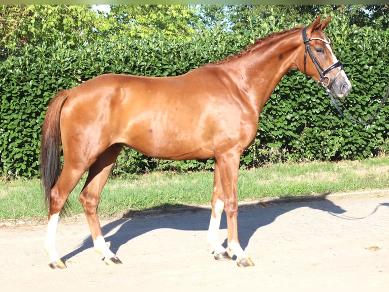 Hanoverian Gelding 3 years 15.2 hh Chestnut-Red in Selsingen