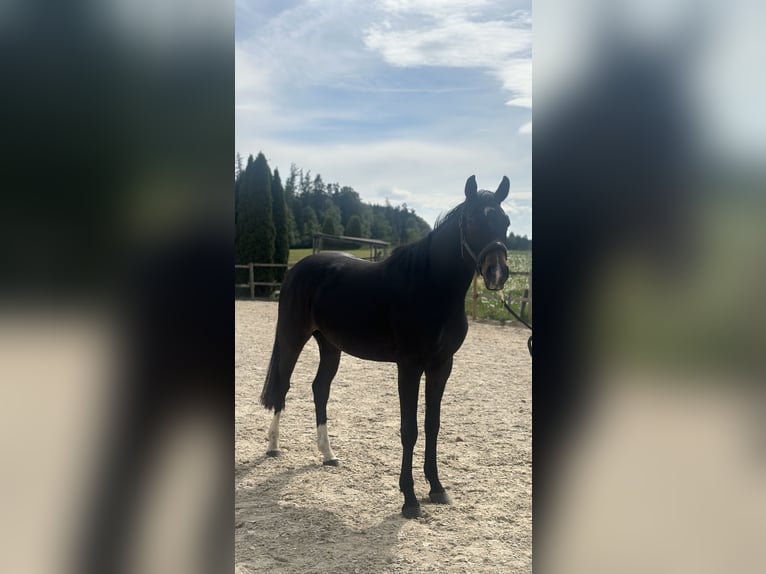 Hanoverian Gelding 3 years 15.3 hh Bay-Dark in Wangen im Allgäu
