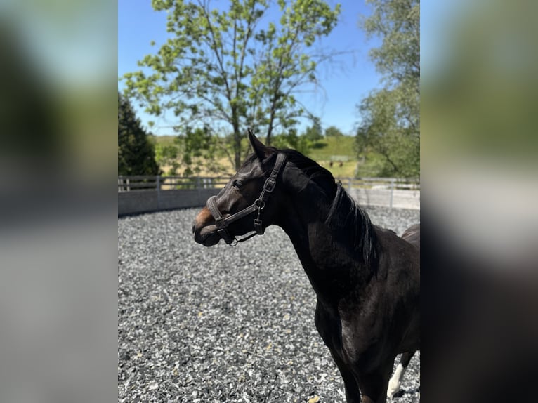 Hanoverian Gelding 3 years 15.3 hh Bay-Dark in Wangen im Allgäu