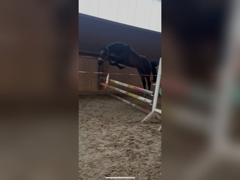 Hanoverian Gelding 3 years 15.3 hh Bay-Dark in Hannoversch Münden