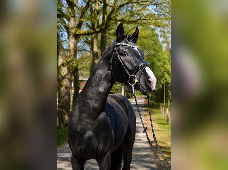Hanoverian Gelding 3 years 15.3 hh Black in Fürstenau