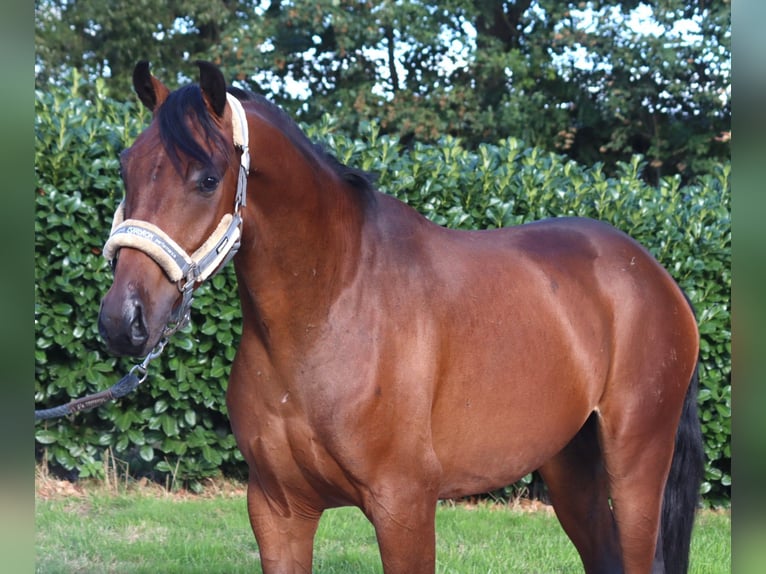 Hanoverian Gelding 3 years 15.3 hh Brown in Selsingen