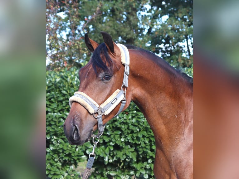 Hanoverian Gelding 3 years 15.3 hh Brown in Selsingen