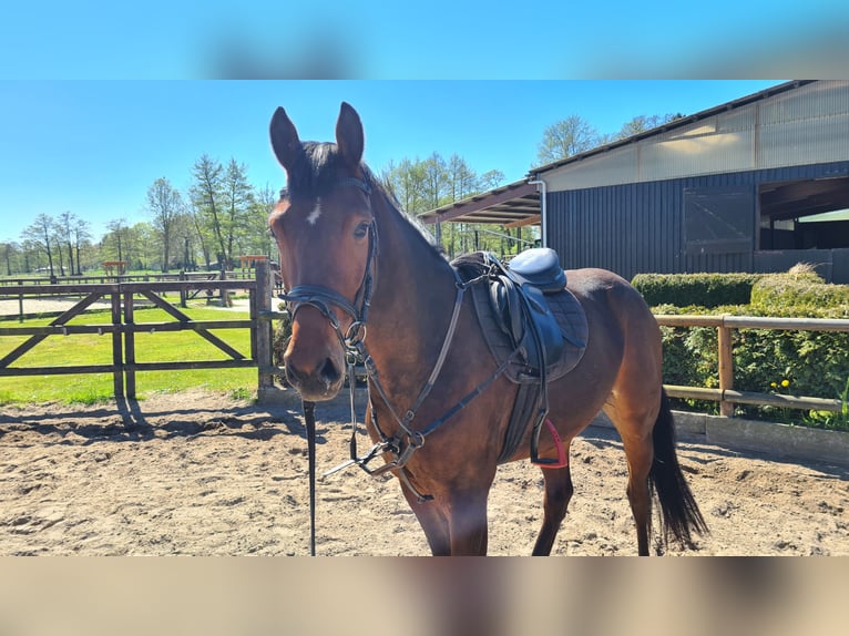 Hanoverian Gelding 3 years 15.3 hh Brown in Oyten