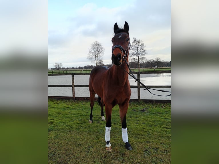 Hanoverian Gelding 3 years 15.3 hh Brown in Oyten