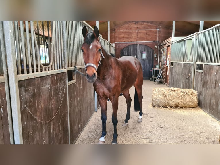 Hanoverian Gelding 3 years 15.3 hh Brown in Oyten