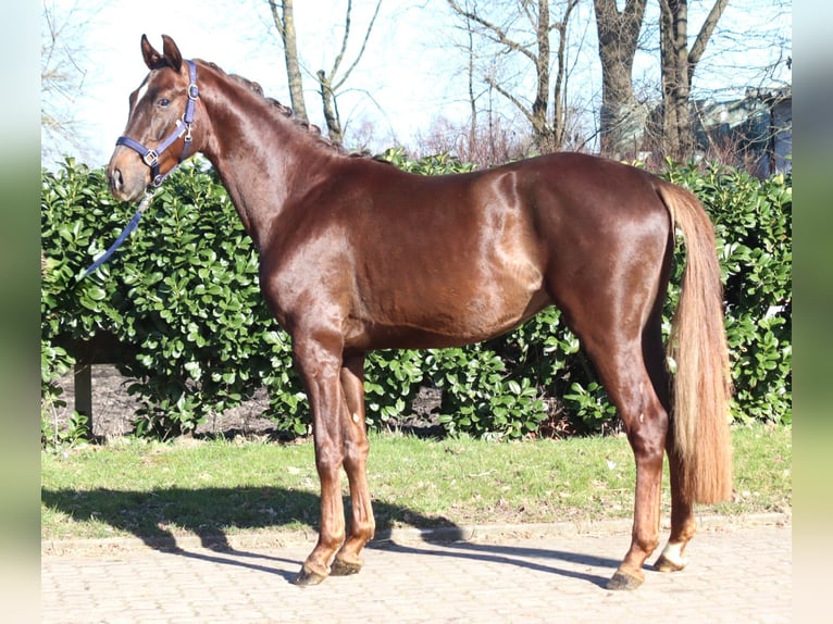 Hanoverian Gelding 3 years 15.3 hh Chestnut in Selsingen