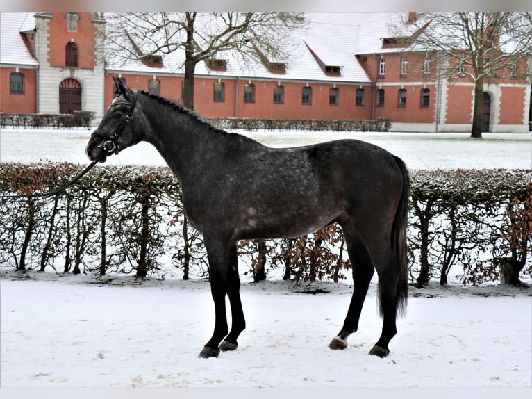 Hanoverian Gelding 3 years 15,3 hh Smoky-Black in Celle