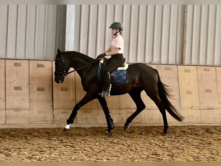 Hanoverian Gelding 3 years 15 hh Black in Neustadt (Wied)