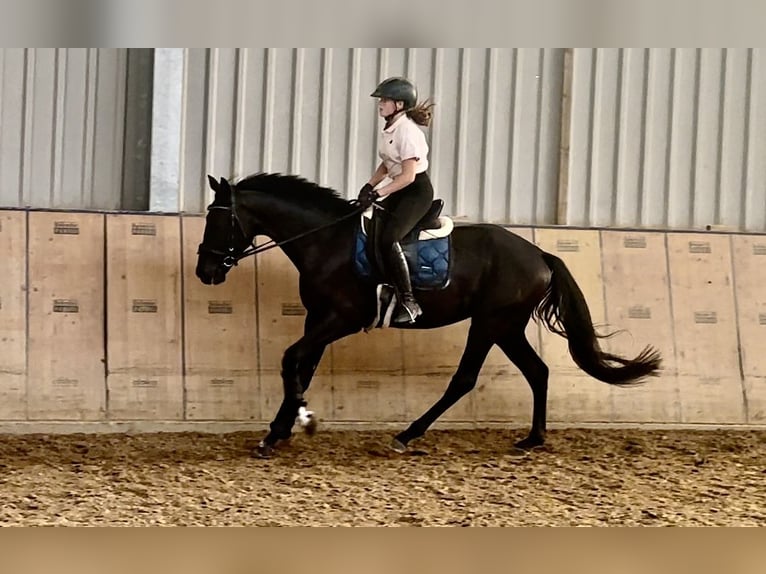 Hanoverian Gelding 3 years 15 hh Black in Neustadt (Wied)