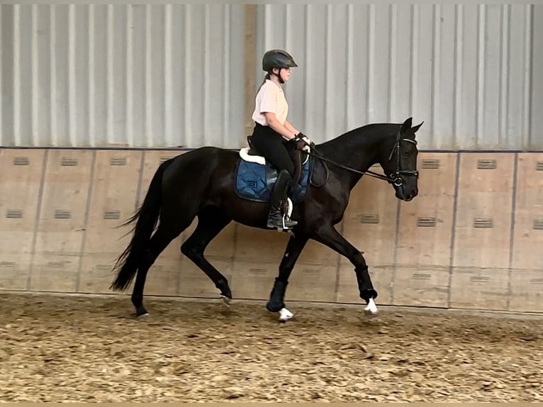 Hanoverian Gelding 3 years 15 hh Black in Neustadt (Wied)