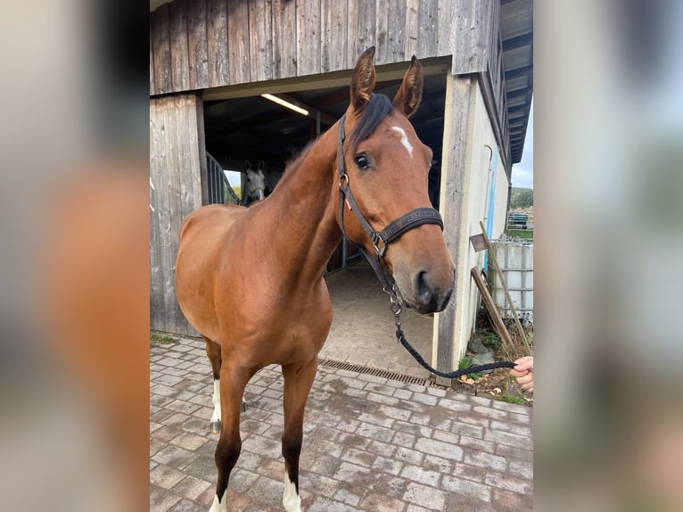 Hanoverian Gelding 3 years 15 hh Brown in Zernien