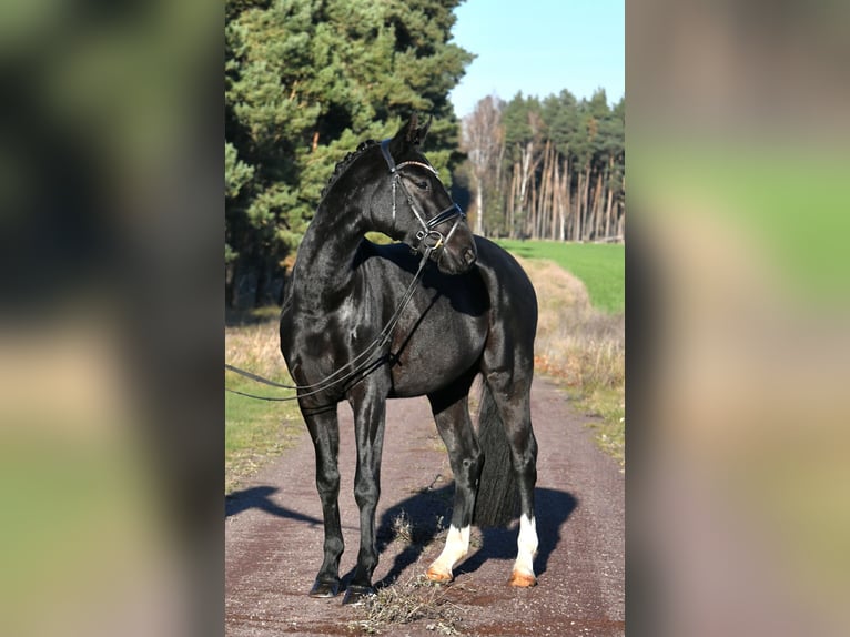 Hanoverian Gelding 3 years 15,1 hh Black in Kamern