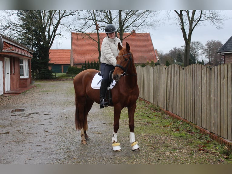 Hanoverian Gelding 3 years 15,1 hh Chestnut-Red in Freren