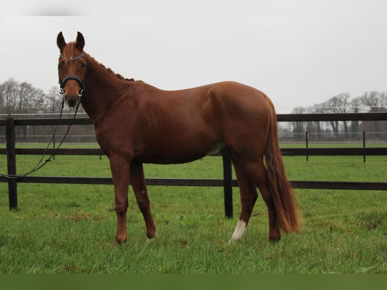 Hanoverian Gelding 3 years 15,1 hh Chestnut-Red in Freren