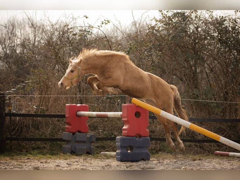 Hanoverian Gelding 3 years 15,1 hh Palomino in Moers