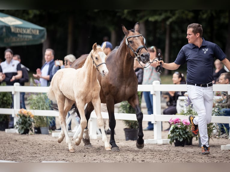 Hanoverian Gelding 3 years 15,1 hh Palomino in Moers