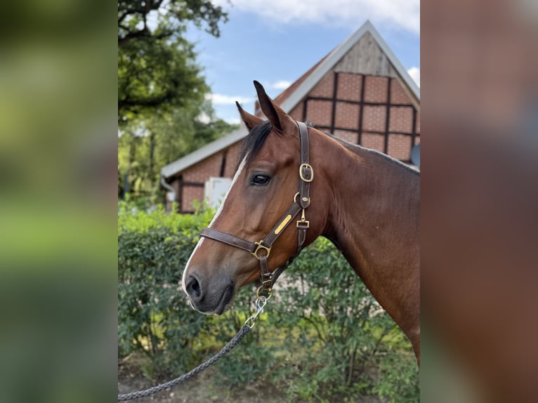 Hanoverian Gelding 3 years 15,2 hh Bay-Dark in Hasel&#xFC;nne