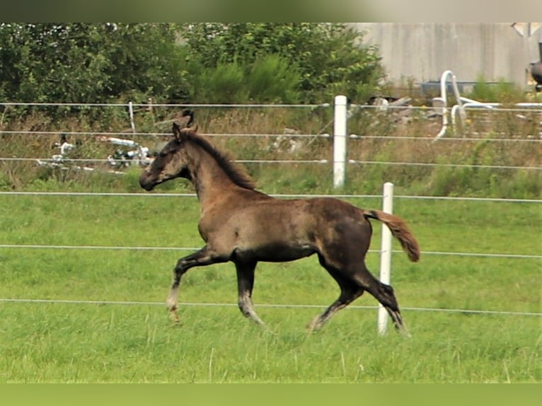 Hanoverian Gelding 3 years 15,2 hh Black in Hankensbüttel
