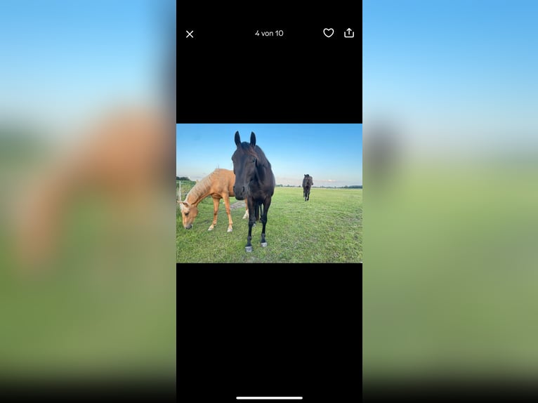 Hanoverian Gelding 3 years 15,2 hh Black in Krummh&#xF6;rn Rysum