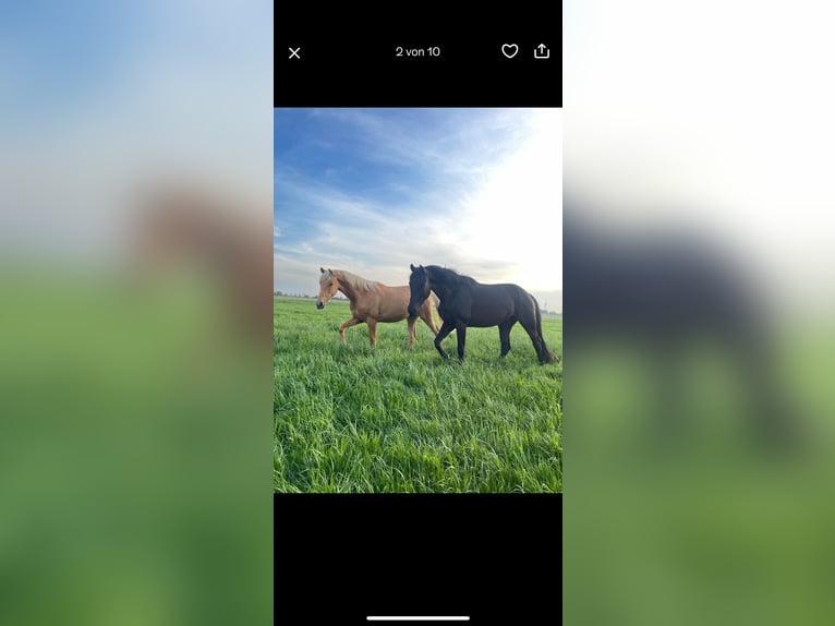Hanoverian Gelding 3 years 15,2 hh Black in Krummh&#xF6;rn Rysum