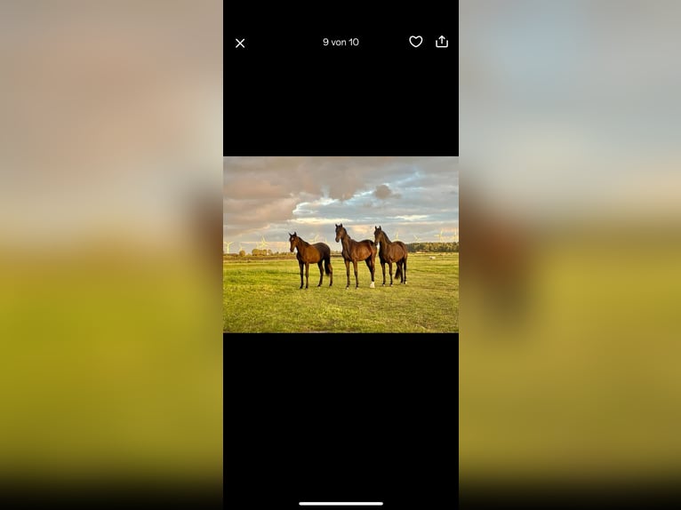 Hanoverian Gelding 3 years 15,2 hh Black in Krummh&#xF6;rn Rysum