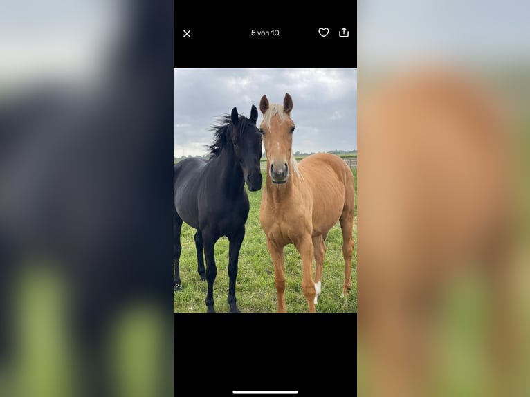 Hanoverian Gelding 3 years 15,2 hh Black in Krummh&#xF6;rn Rysum