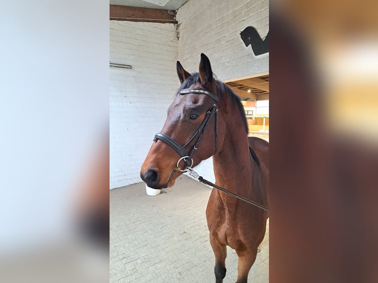 Hanoverian Gelding 3 years 15,2 hh Brown in Pennigsehl
