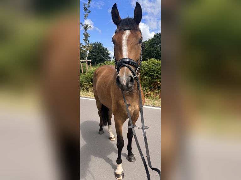 Hanoverian Gelding 3 years 15,2 hh Brown in Bleckede