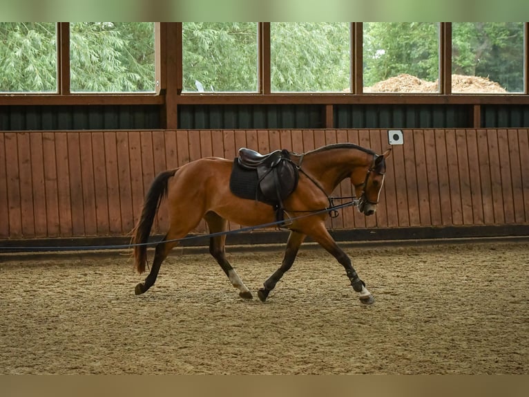 Hanoverian Gelding 3 years 15,2 hh Brown in Bleckede