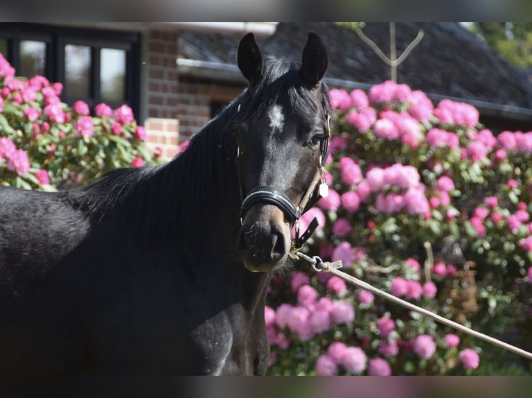 Hanoverian Gelding 3 years 15,2 hh Smoky-Black in Drochtersen