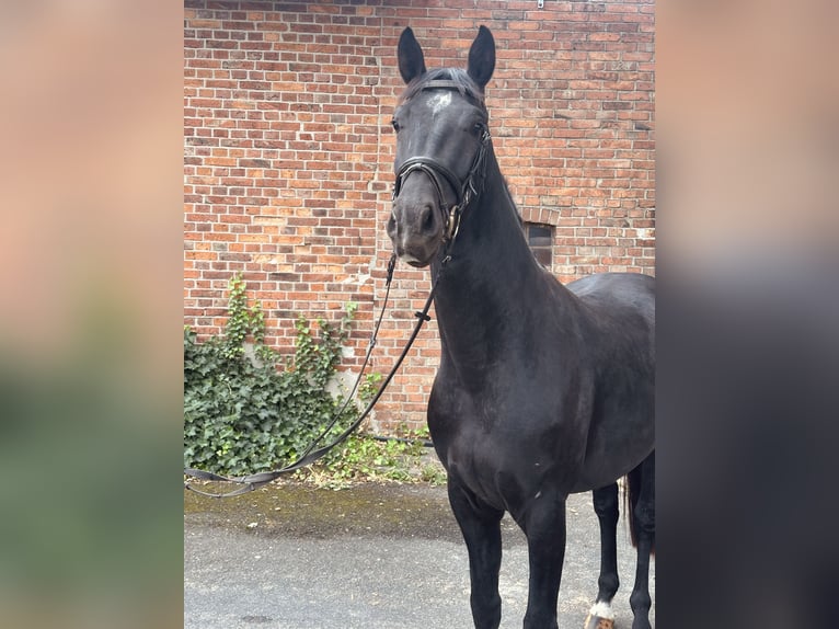 Hanoverian Gelding 3 years 15,3 hh Black in Edemissen