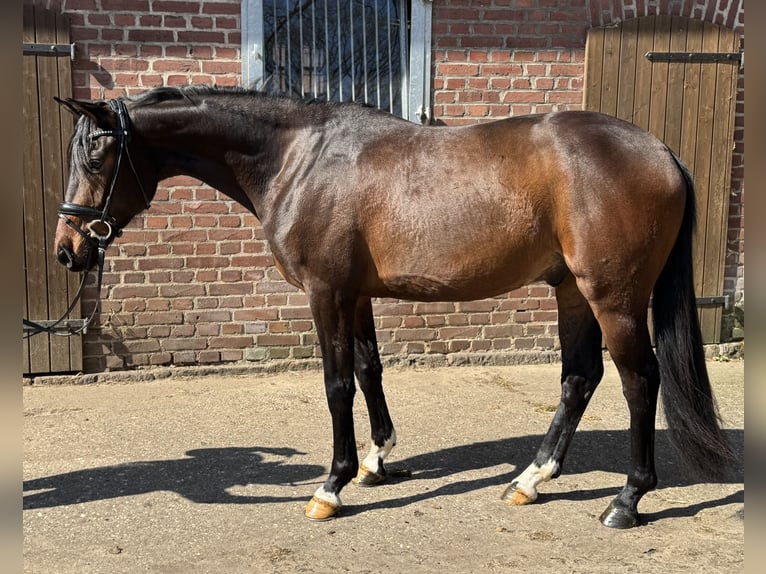 Hanoverian Gelding 3 years 15,3 hh Brown in Dorsten