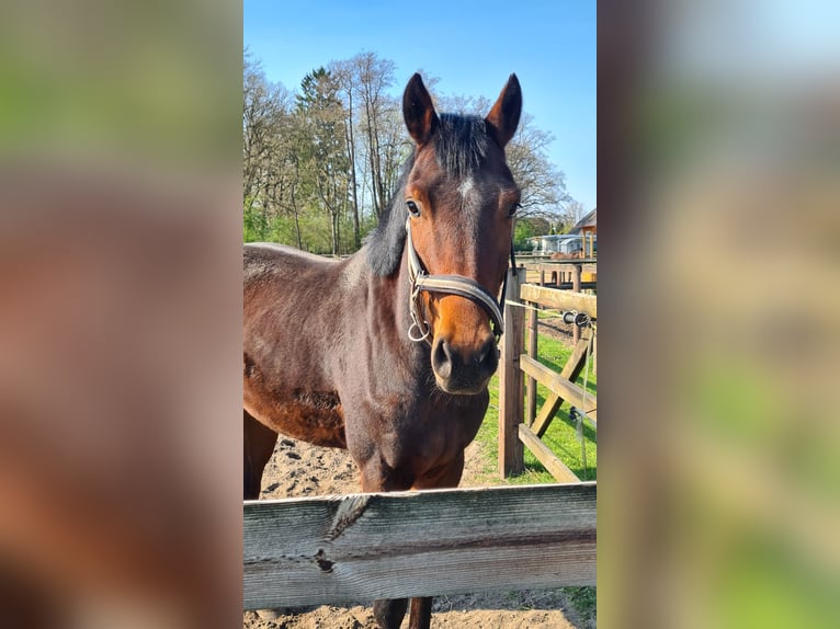 Hanoverian Gelding 3 years 15,3 hh Brown in Oyten