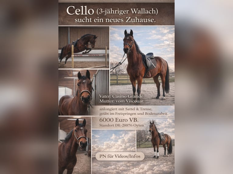 Hanoverian Gelding 3 years 15,3 hh Brown in Oyten