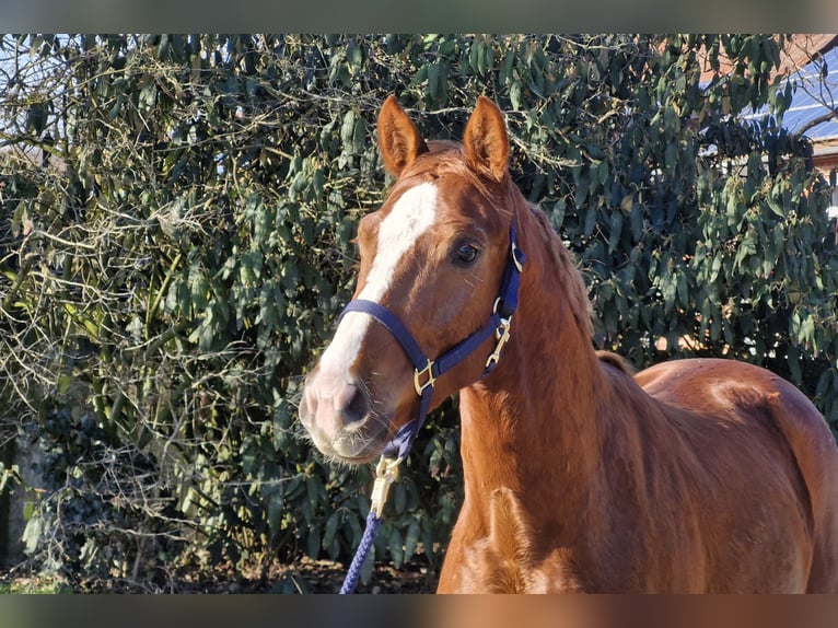 Hanoverian Gelding 3 years 15,3 hh Chestnut in Ostercappeln