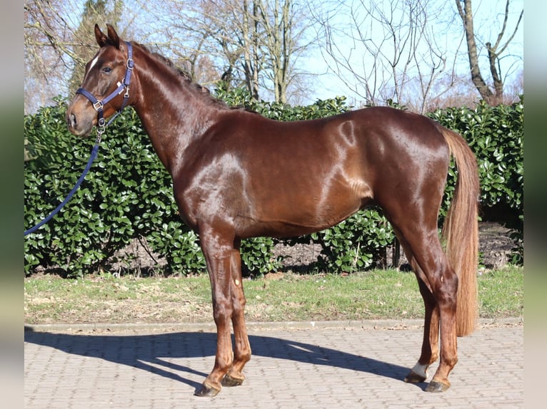 Hanoverian Gelding 3 years 15,3 hh Chestnut in Selsingen