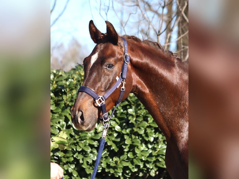 Hanoverian Gelding 3 years 15,3 hh Chestnut in Selsingen