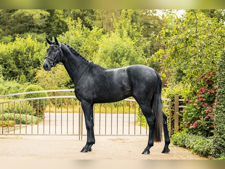 Hanoverian Gelding 3 years 15,3 hh Grey-Dark-Tan in Velen
