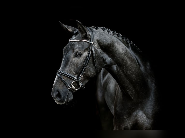 Hanoverian Gelding 3 years 15,3 hh Grey-Dark-Tan in Velen