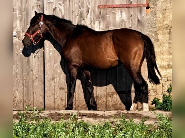 Hanoverian Gelding 3 years 16,1 hh Bay-Dark in seehausen