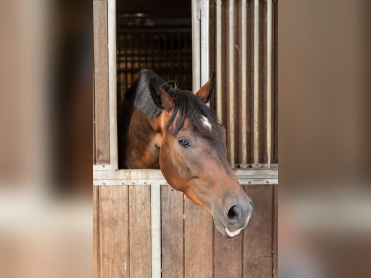 Hanoverian Gelding 3 years 16.1 hh Bay-Dark in Bissendorf