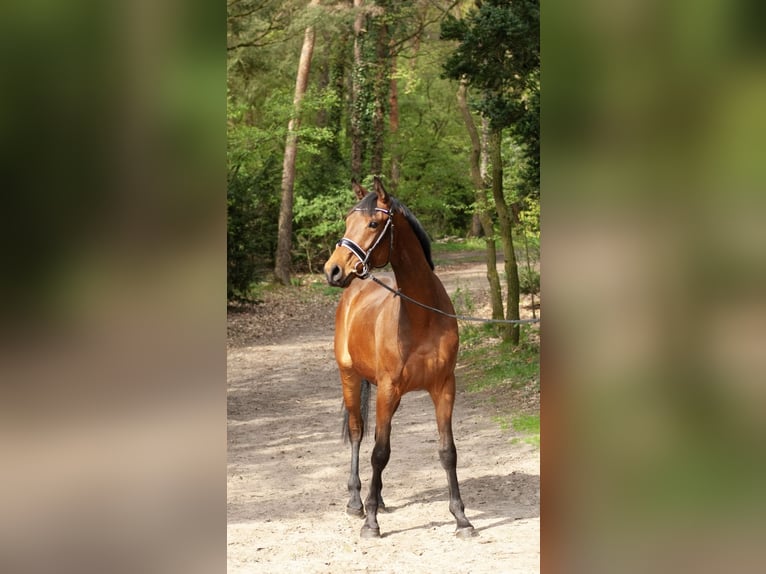 Hanoverian Gelding 3 years 16.1 hh Bay-Dark in Bockenem