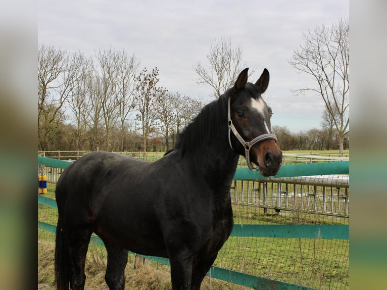 Hanoverian Gelding 3 years 16.1 hh Bay-Dark in Bunderhee