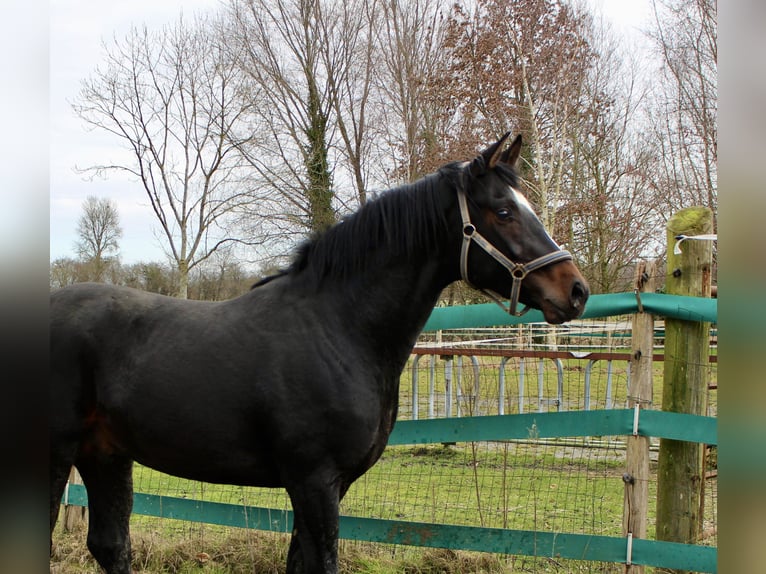 Hanoverian Gelding 3 years 16.1 hh Bay-Dark in Bunderhee