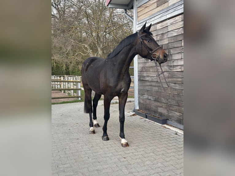 Hanoverian Gelding 3 years 16.1 hh Bay-Dark in Leipzig