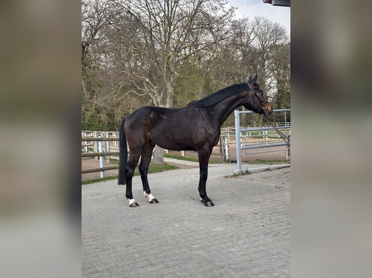Hanoverian Gelding 3 years 16.1 hh Bay-Dark in Leipzig